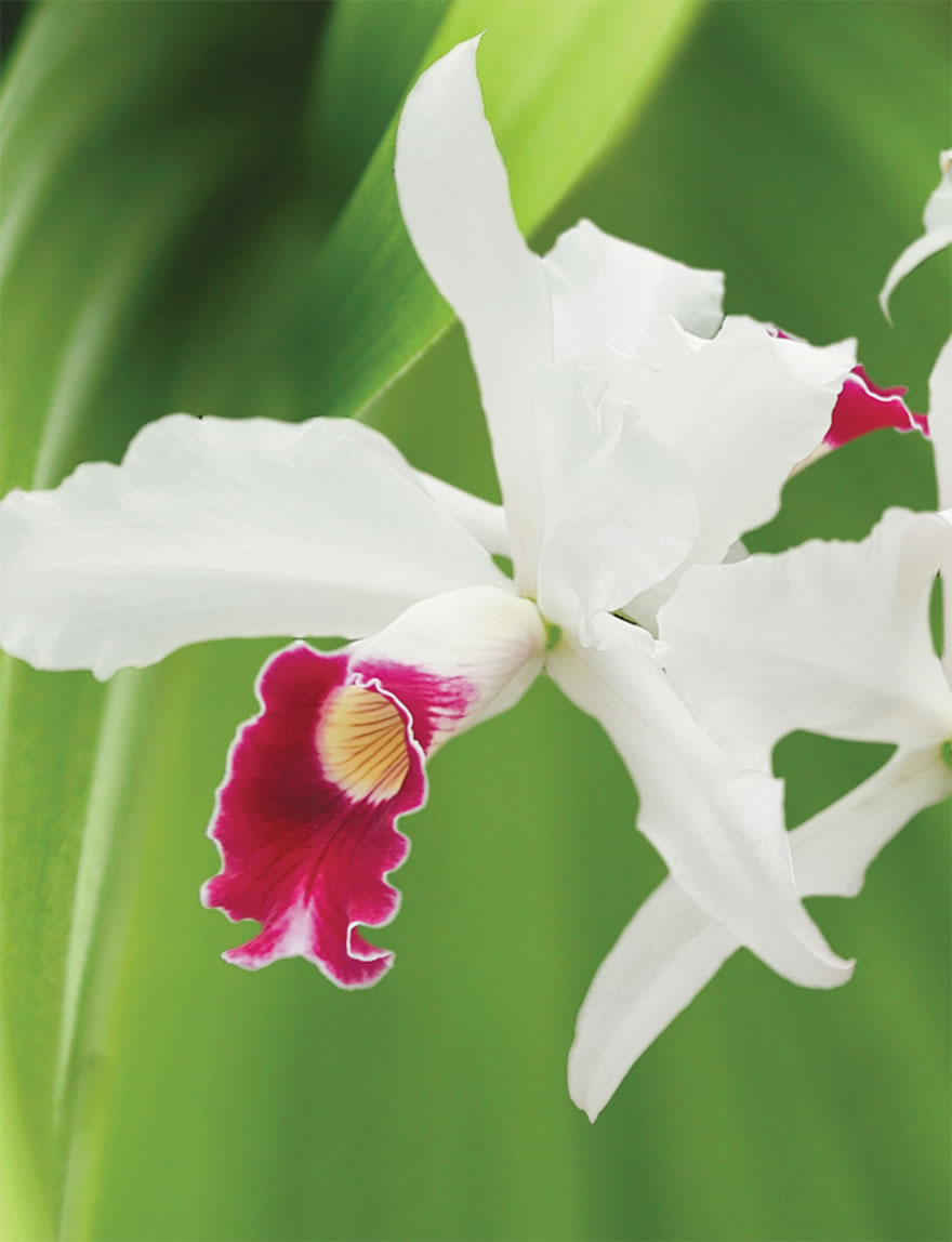 Cattleya Queen of Christmas