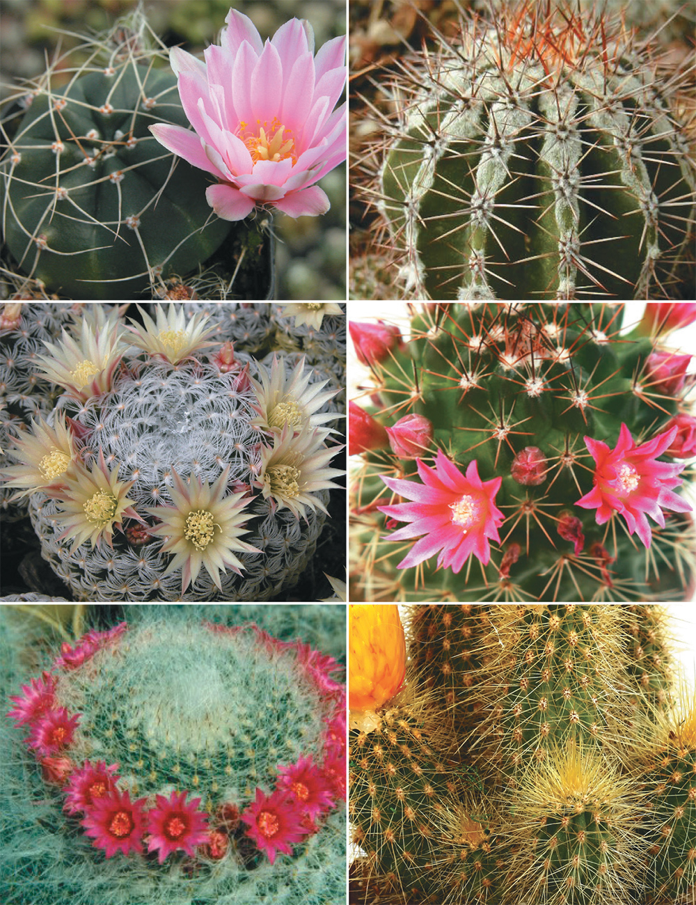 Cactus Cutting Collection