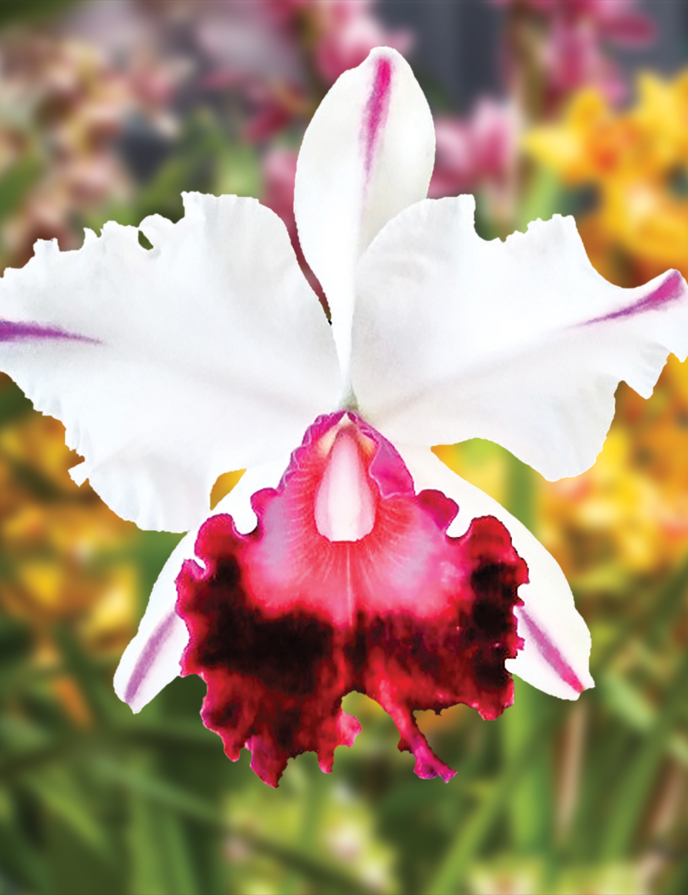 Cattleya Orchid Rlc. Ann Cleo 'Laina'