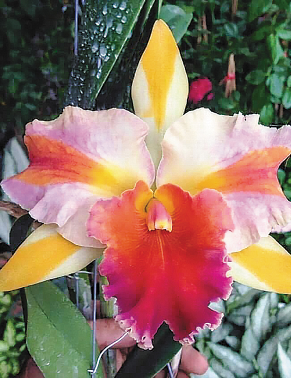 Cattleya Orchid Rlc. 'Amazing Thailand'
