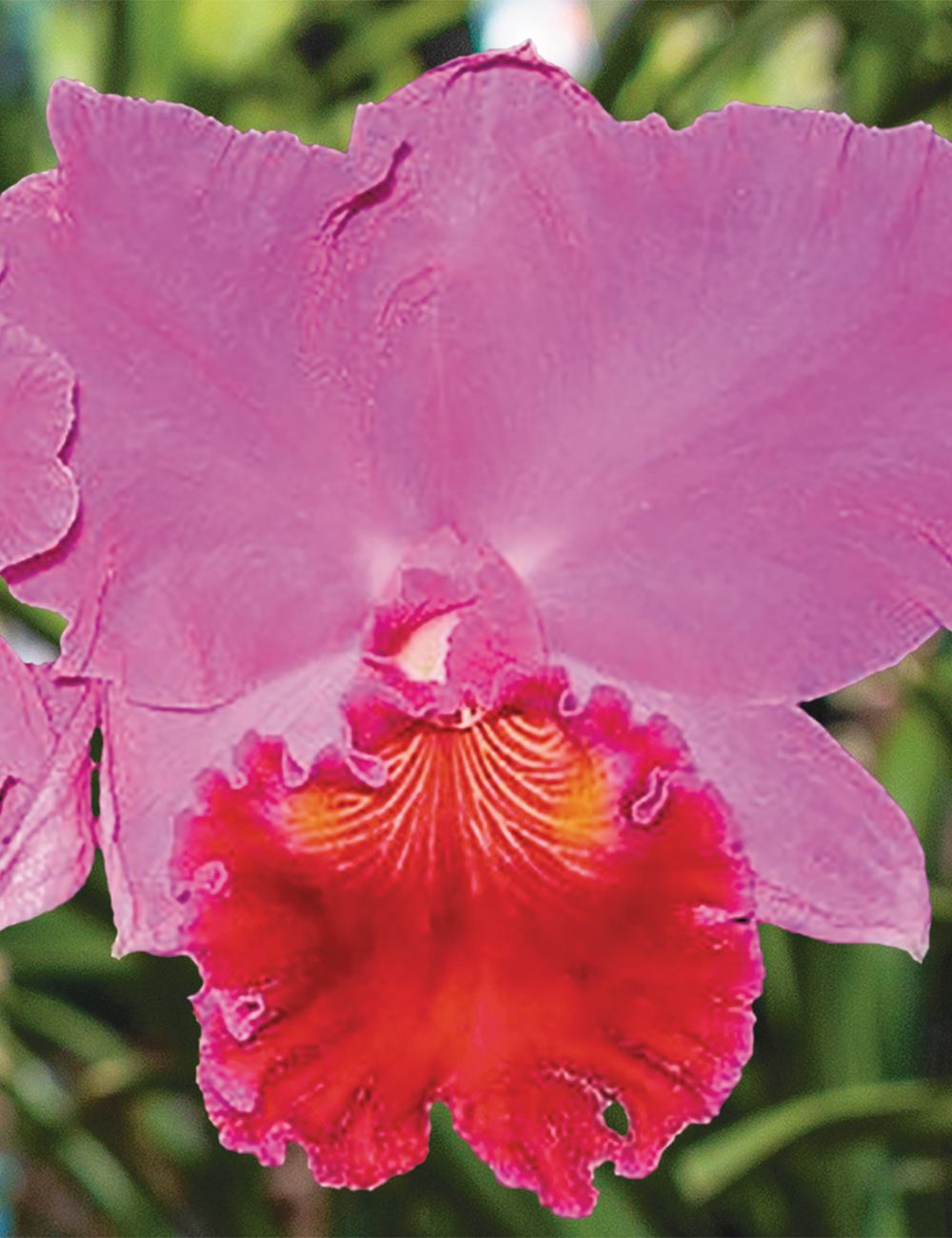 Cattleya Orchid Rlc. Amy Wakasugi 'Yamanashi'