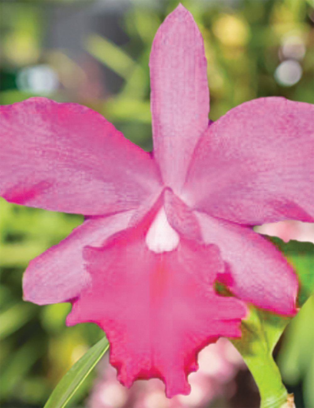 Cattleya Orchids Pot Helia Biani 'Ferreira'