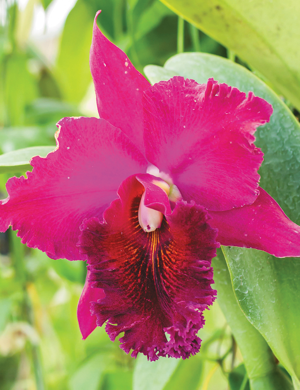 Cattleya Blc Chia Lin