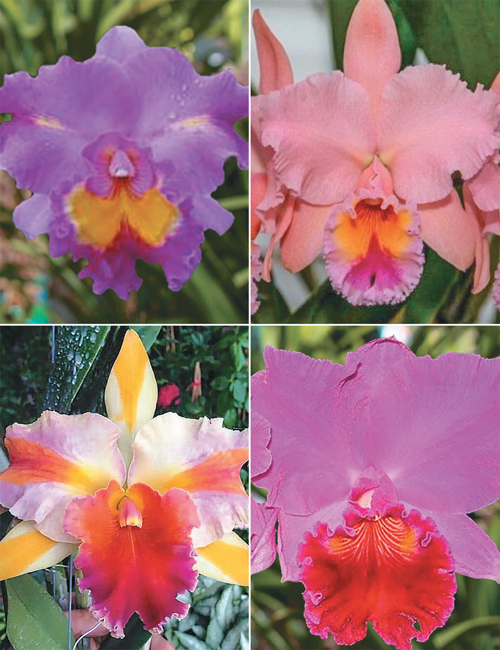 Cattleya Orchids (reduced) Collection