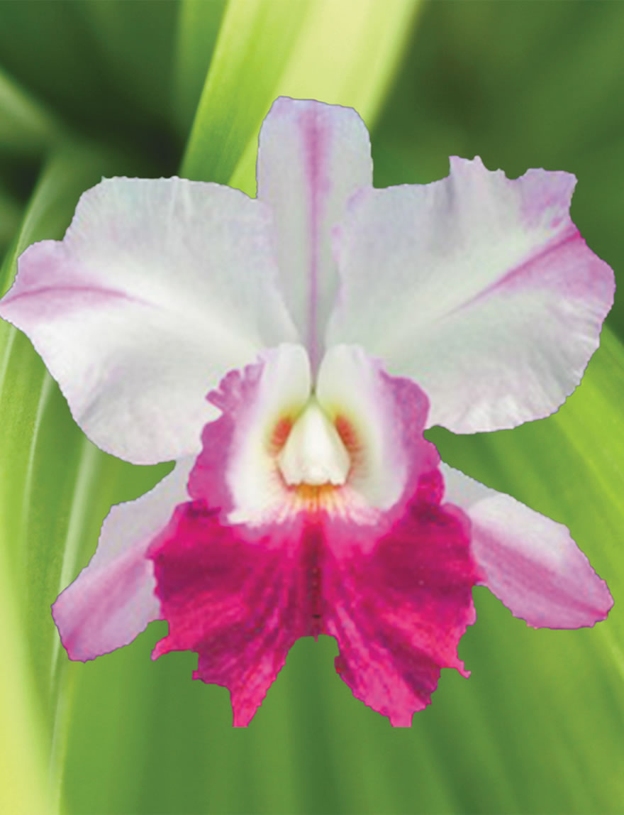 Cattleya Madame Edith Bongo