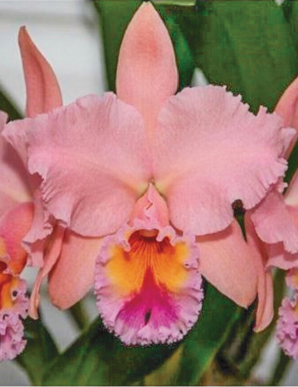 Cattleya Orchid Rlc. George King 'Serendipity'