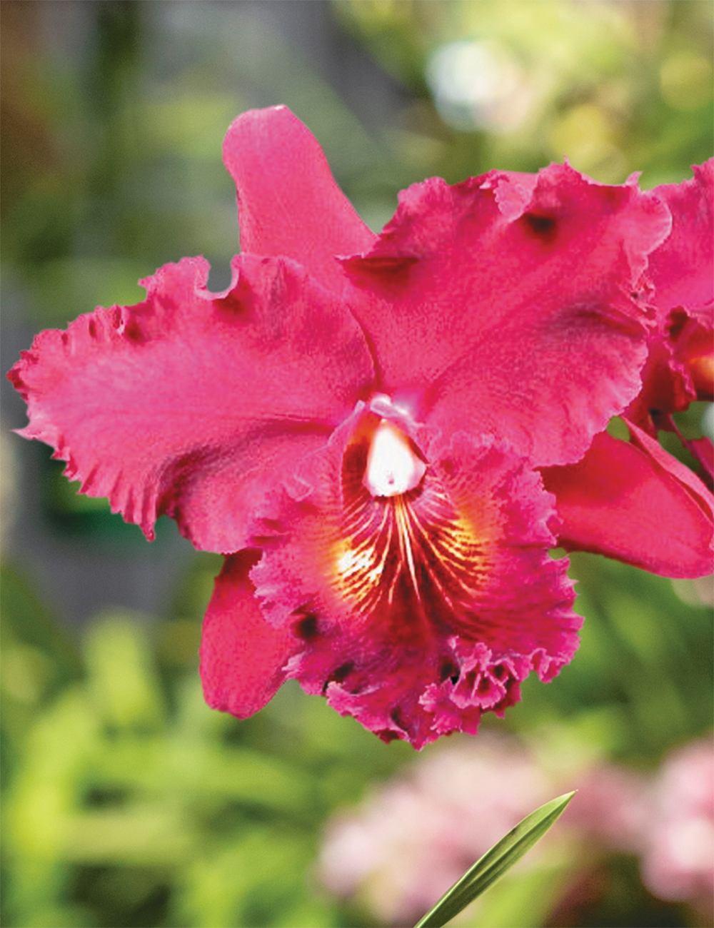 Cattleya Orchids Blc Chia Lin 'New City'