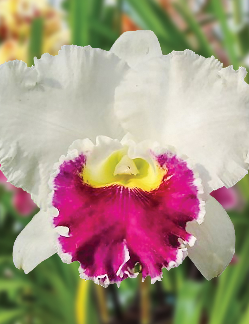 Cattleya Orchid Lc. 'Orglade's Grand'