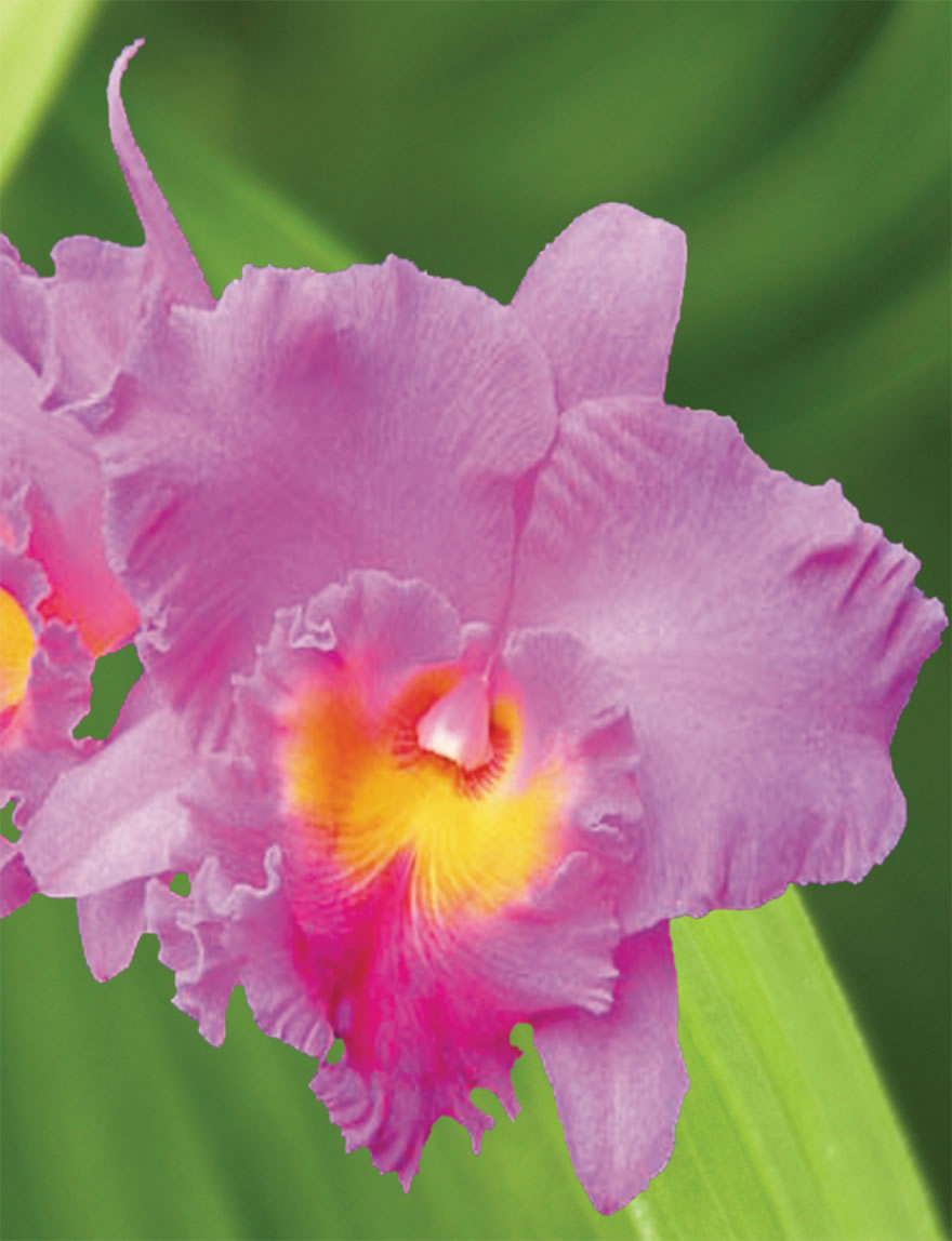 Cattleya Pink Empress