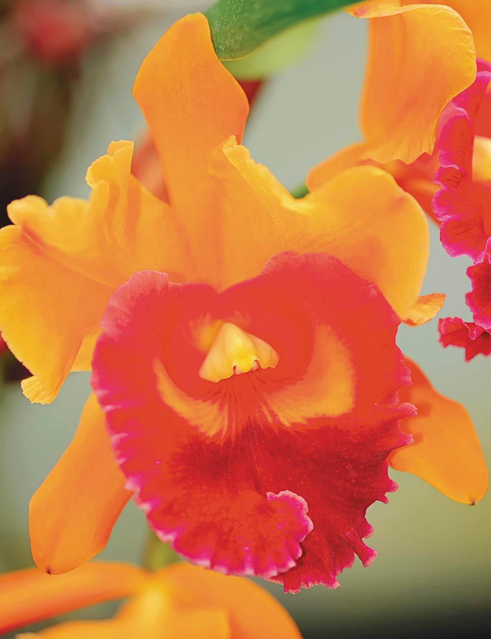 Cattleya Lc Phai-Leong 'Arom Gold'