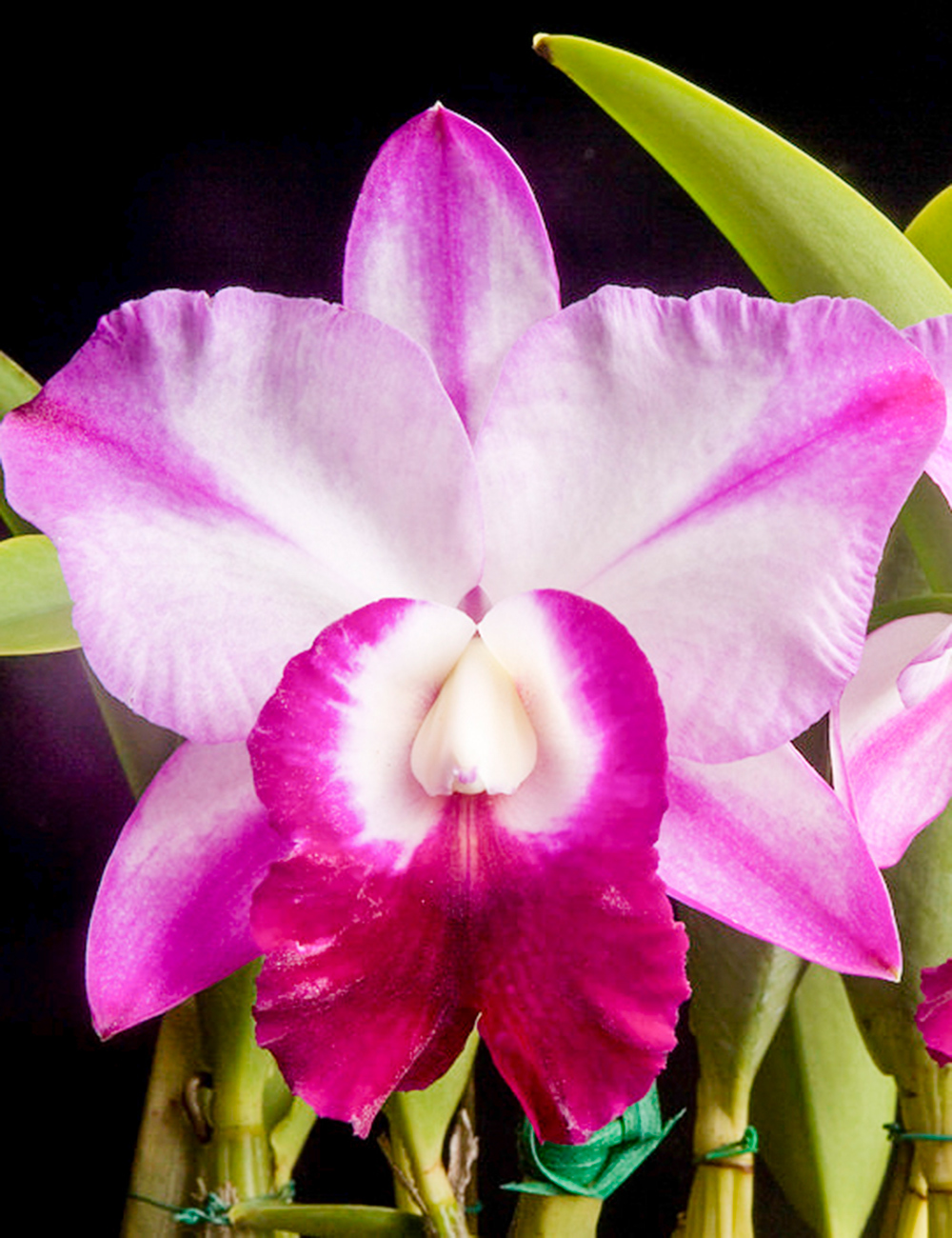 Cattleya Orchids Lc Mem Robert Strait 'Blue Hawaii'