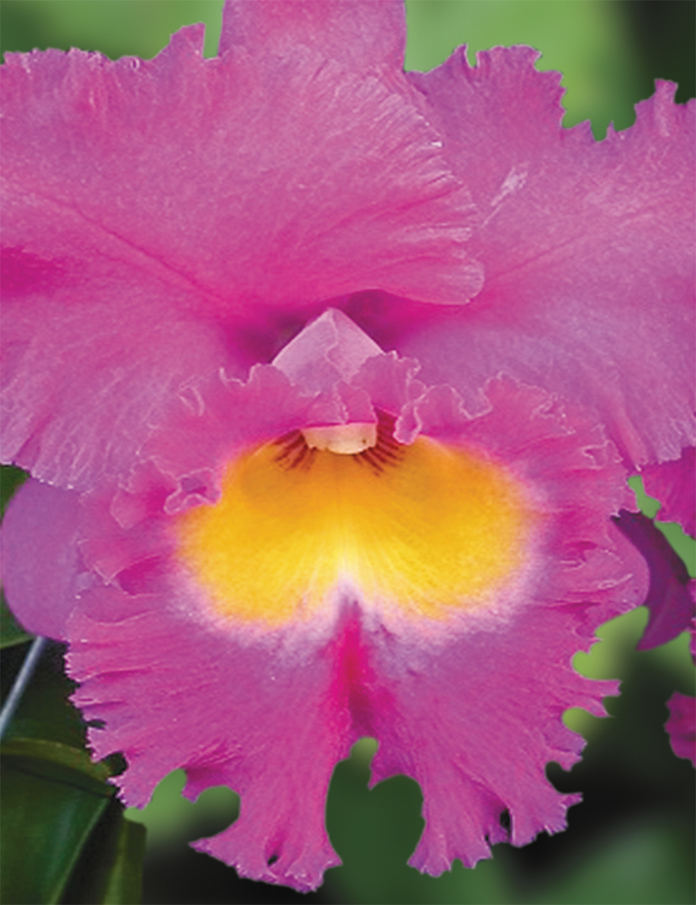 Cattleya Rlc Nan Chang Silk City 'Olympic Torch'