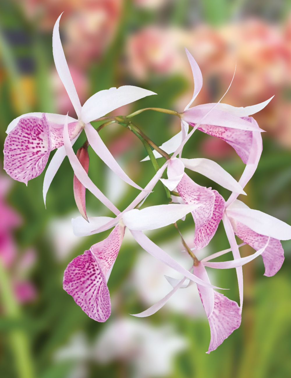 Cattleya Orchid (Tetra Lip x Morning Glory) x Yan Nan Star War