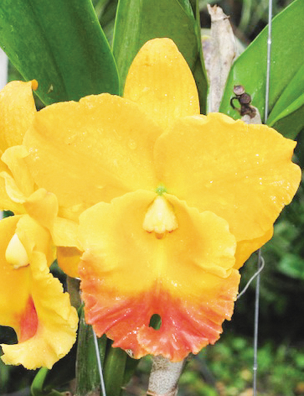 Cattleya Orchids Rlc Thongsuphan 'Gold'