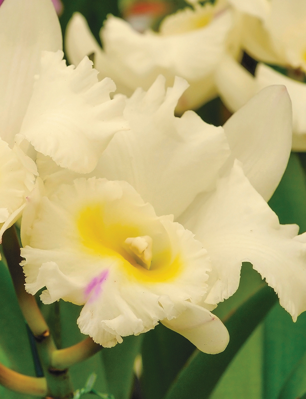 Cattleya Rlc Siam White 'The Best'