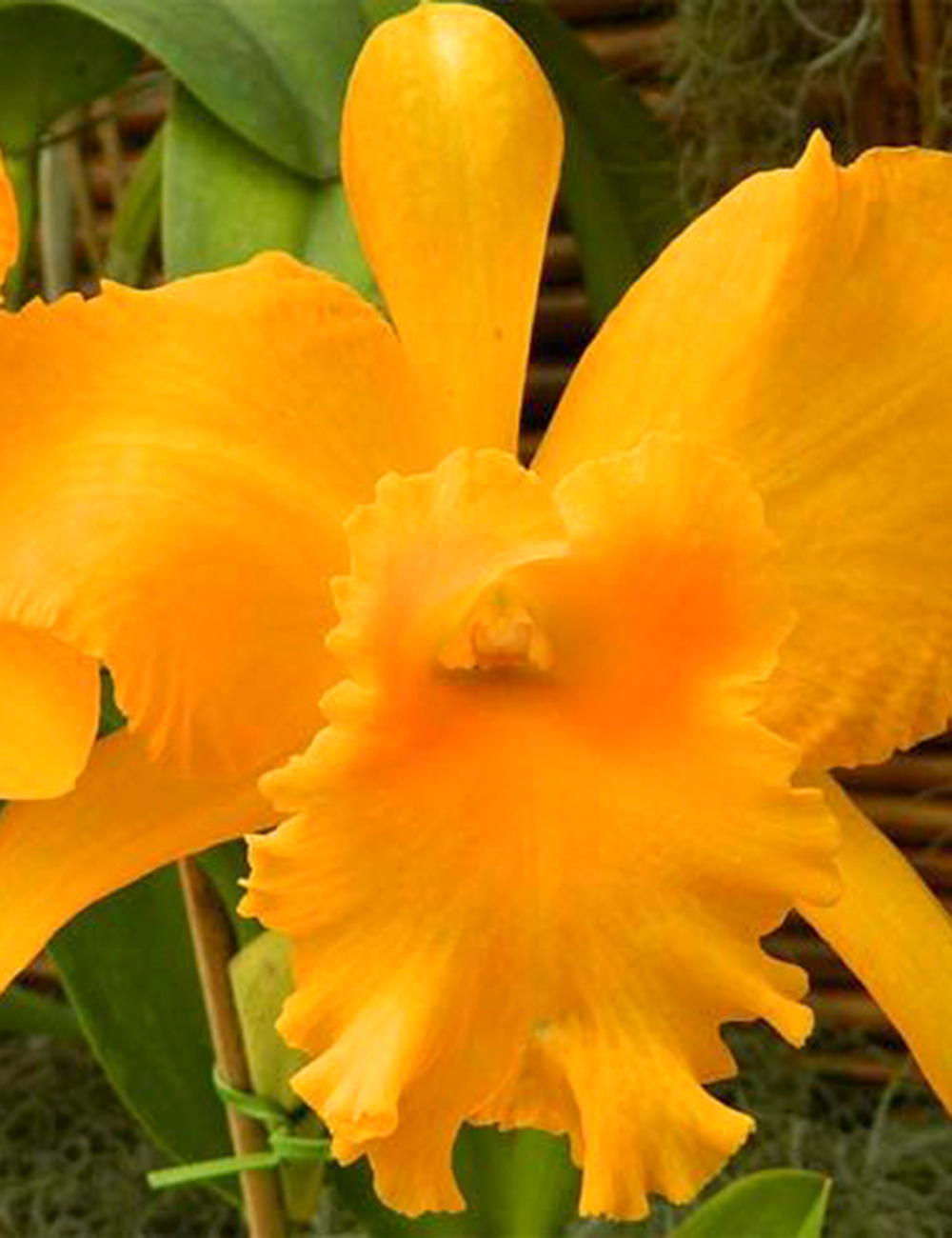 Cattleya Orchids Pot Haw Yuan 'Gold'