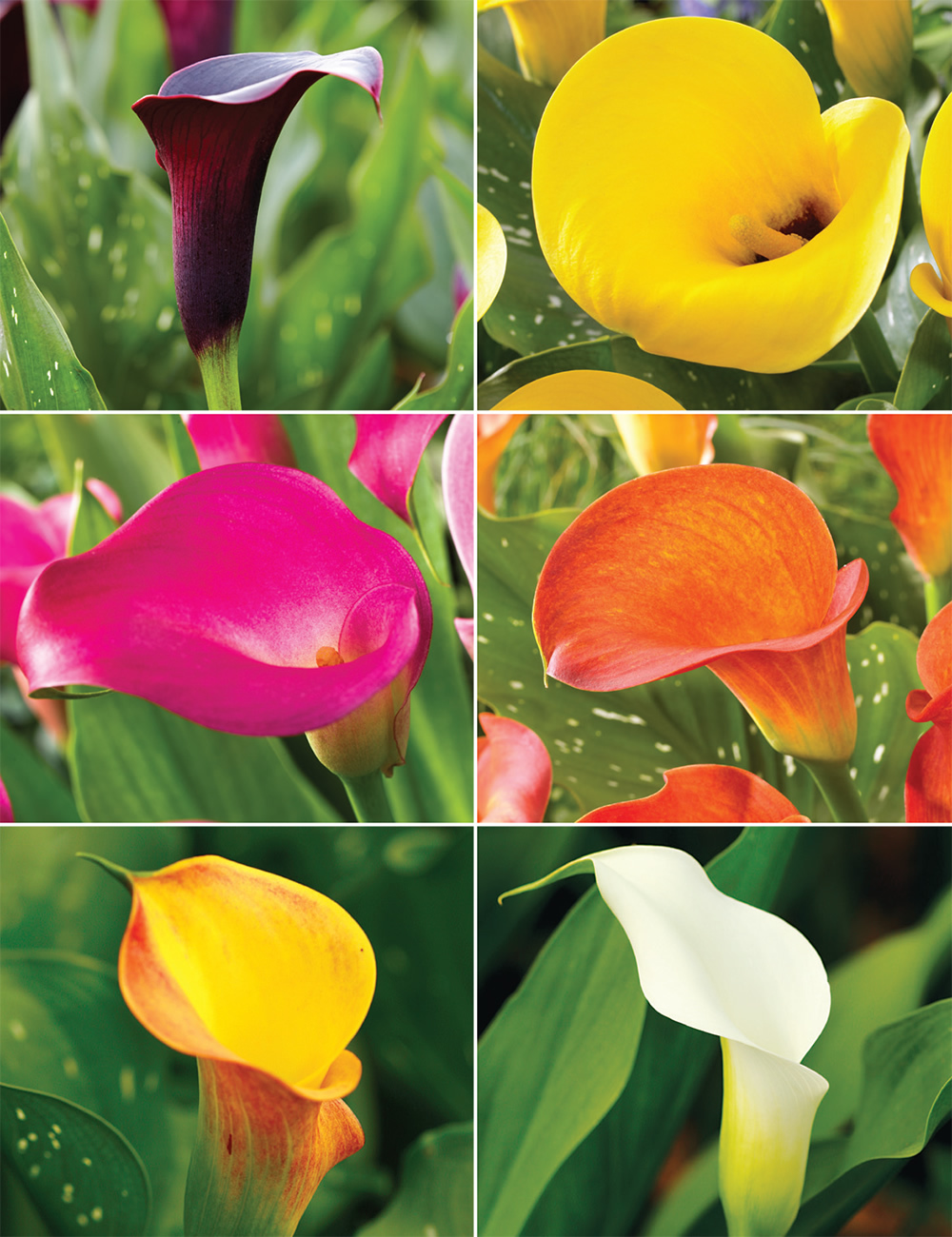 Sumo Calla Lilies Collection