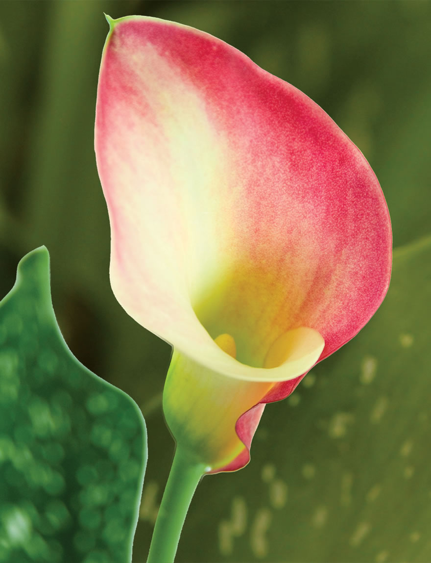 Extra Sumo Calla Lily Crystal Blush