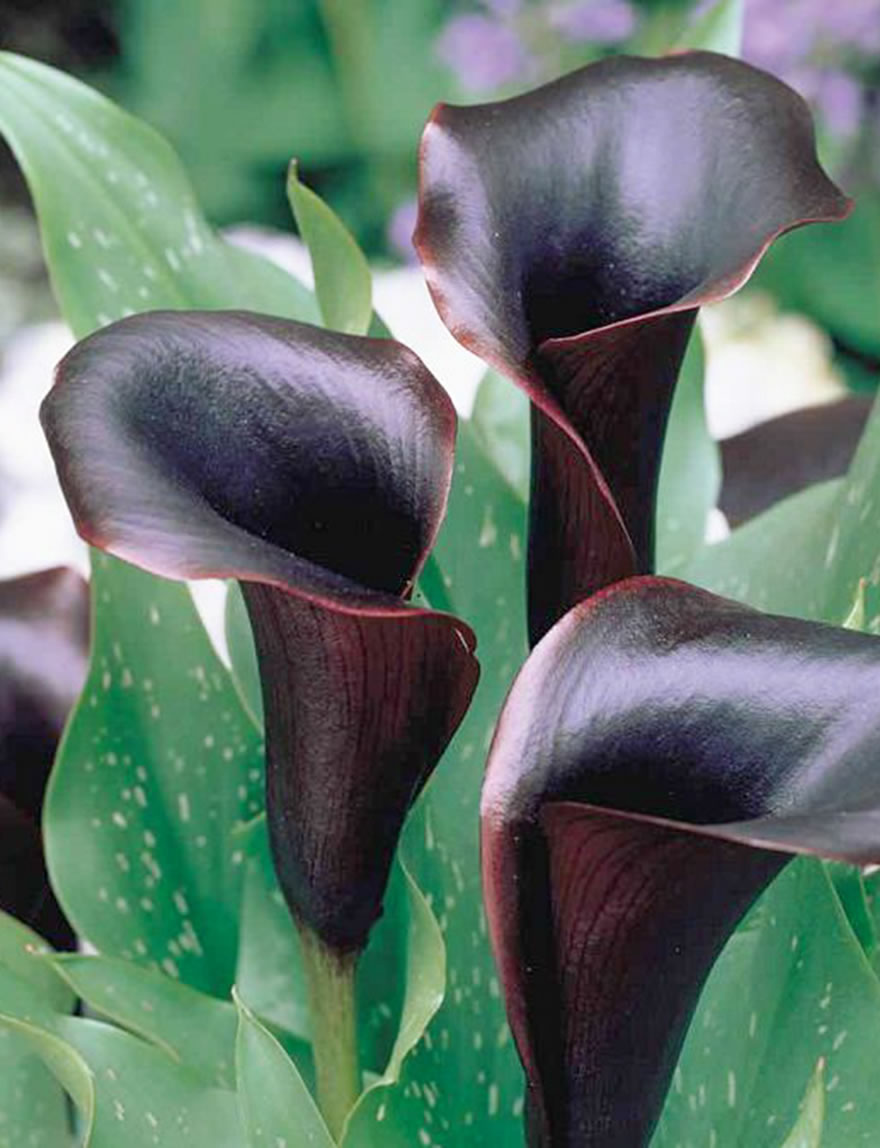 Calla Lilies Extra Sumo Hot Chocolate