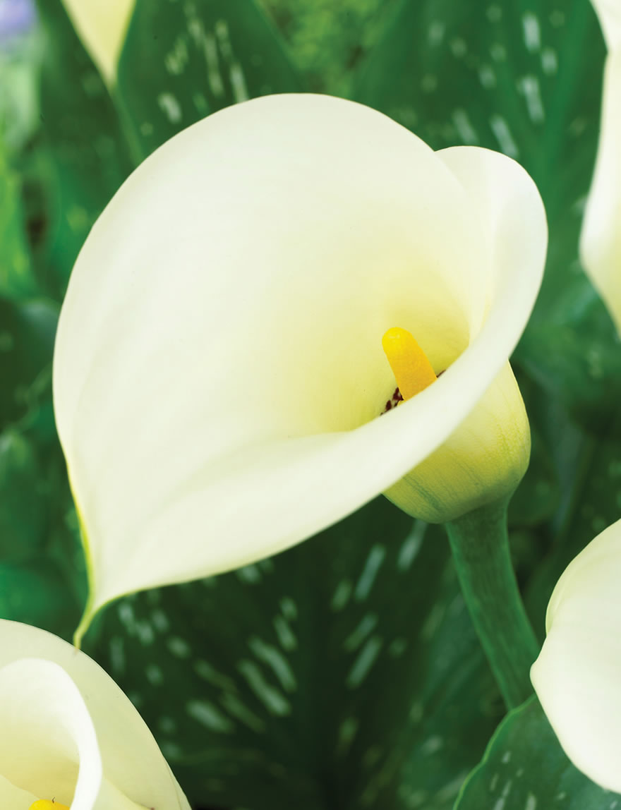 Extra Sumo Calla Lily White Sox