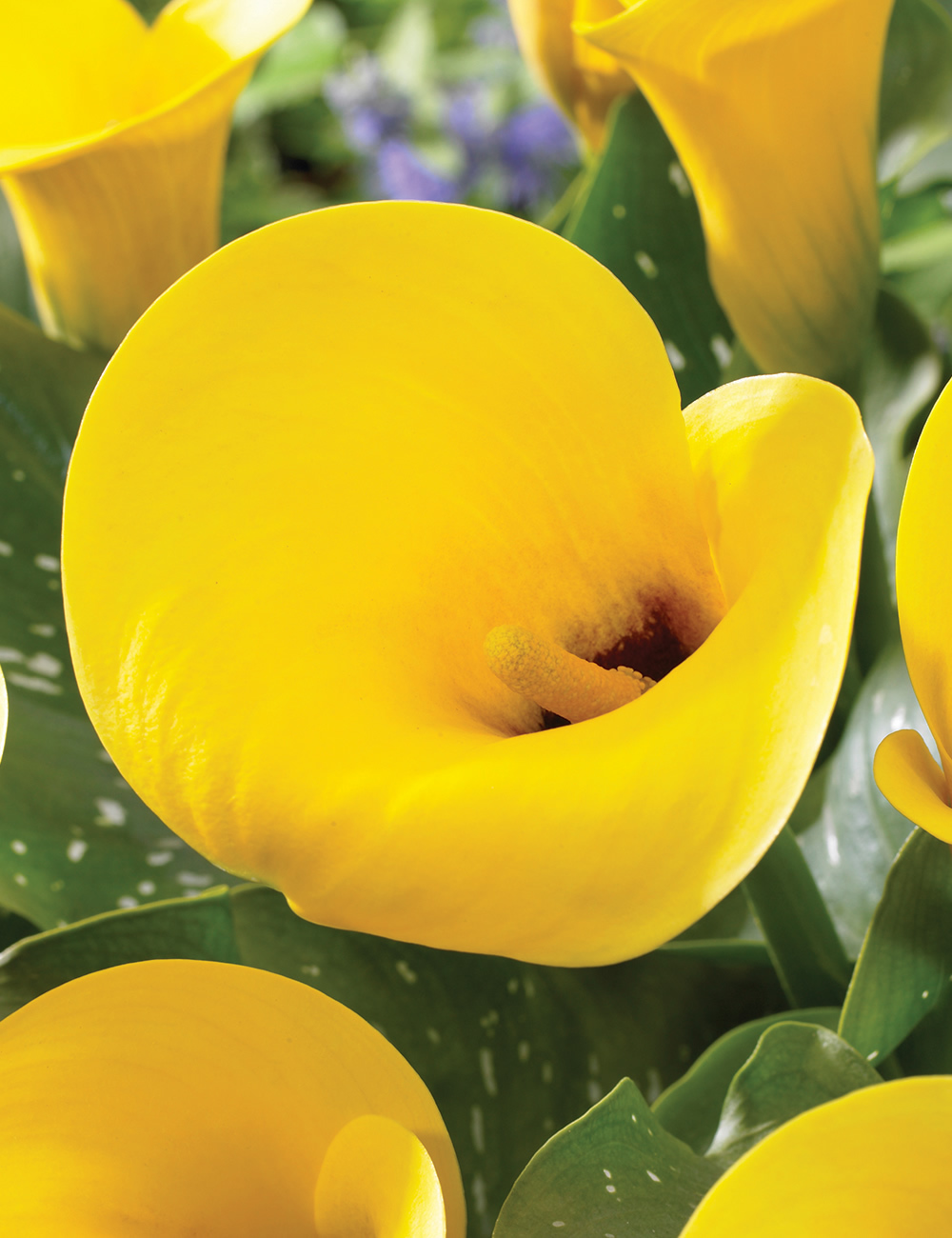 Sumo Calla Lilies Florex Gold