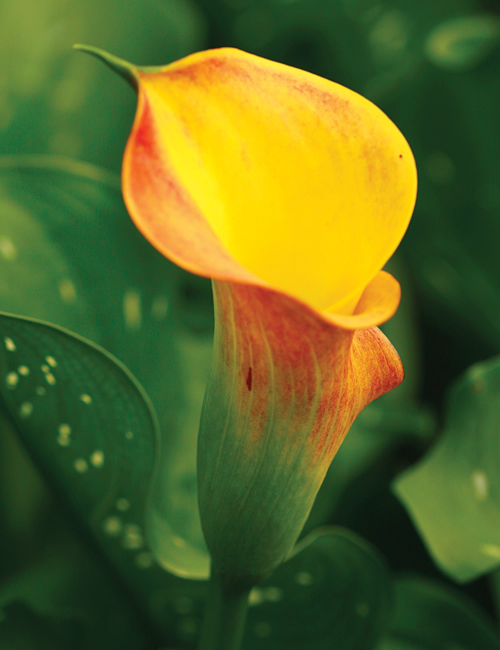 Sumo Calla Lilies Hot Shot