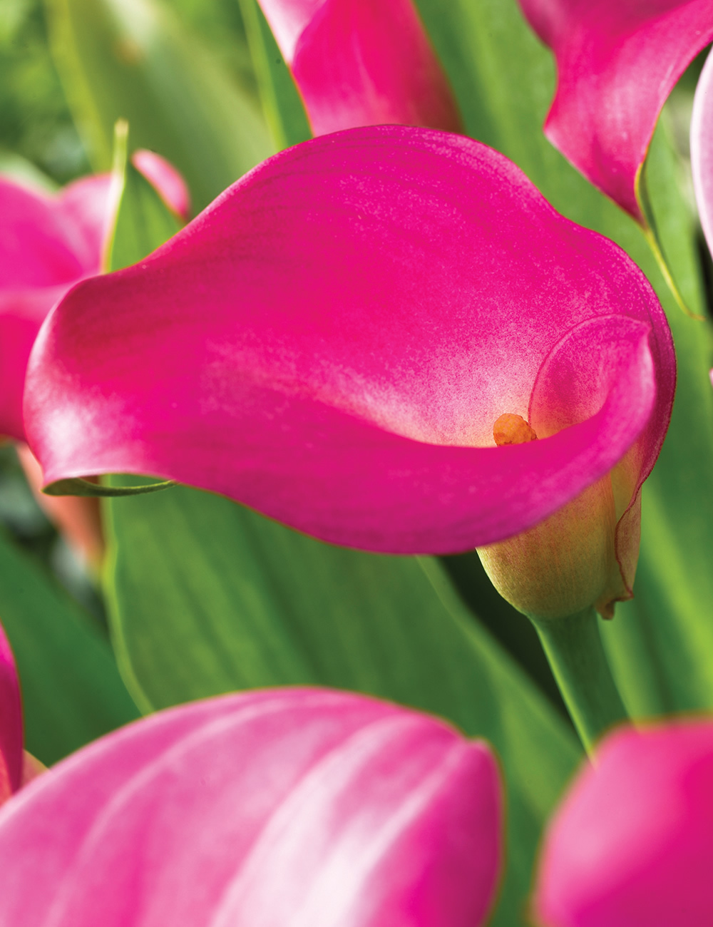 Sumo Calla Lilies Hot Cherry