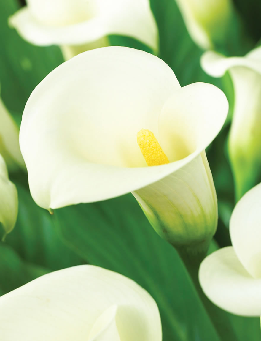 Sumo Calla Lilies Jack Frost