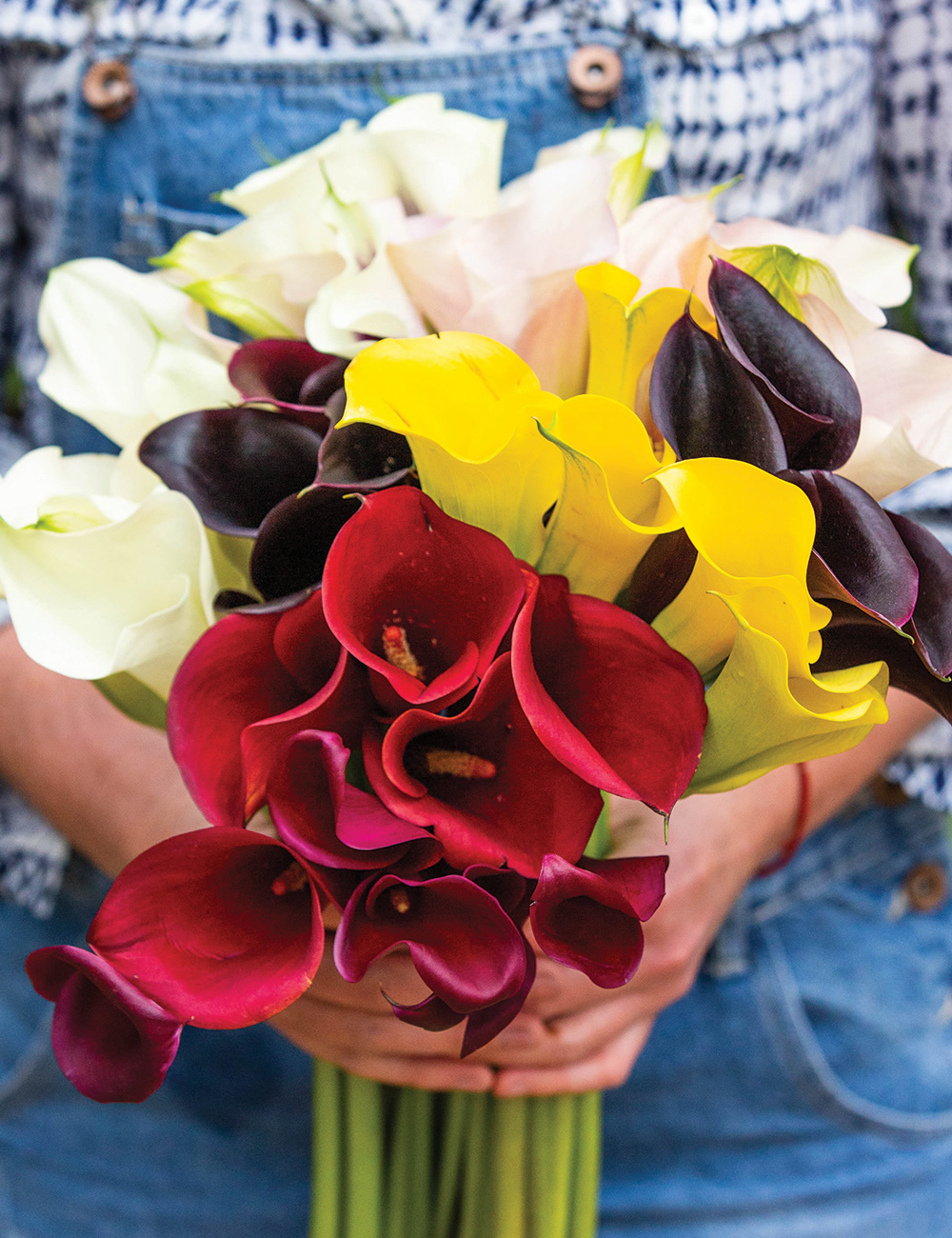 Sumo Calla Lilies Mixed