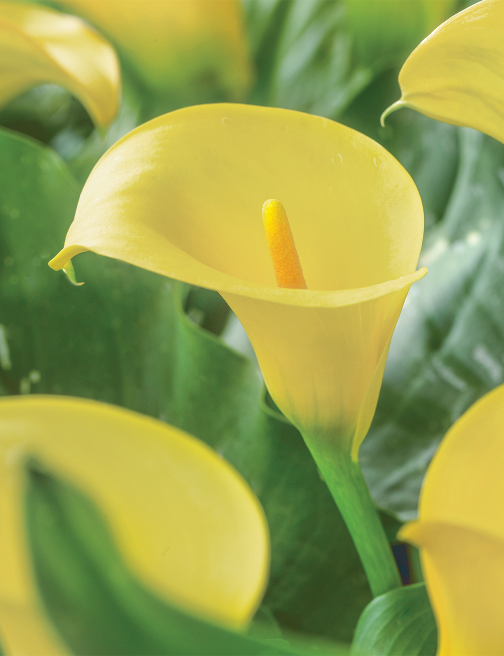 Sumo Calla Lily Mellow Yellow