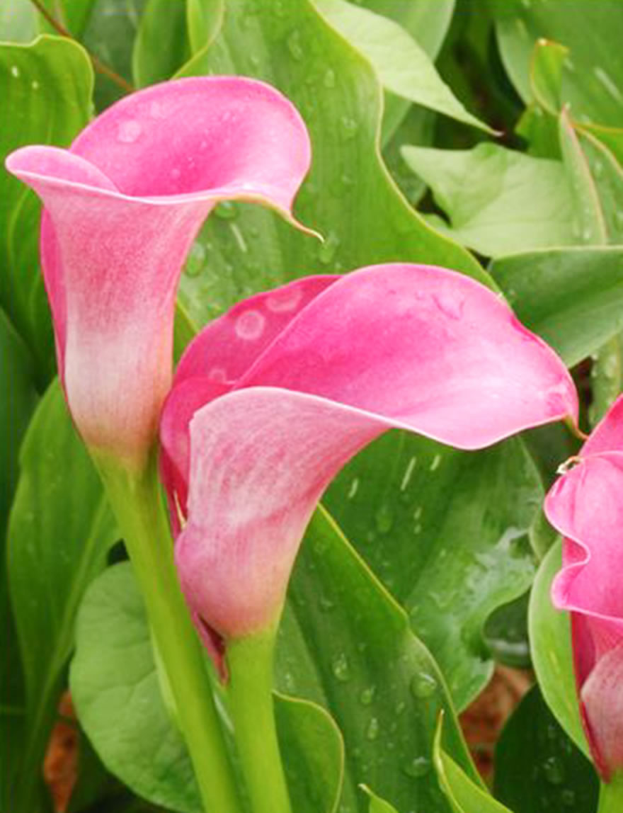 Sumo Calla Lilies Pacific Pink