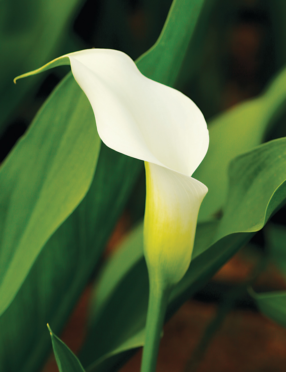 Sumo Calla Lilies Swan Lake