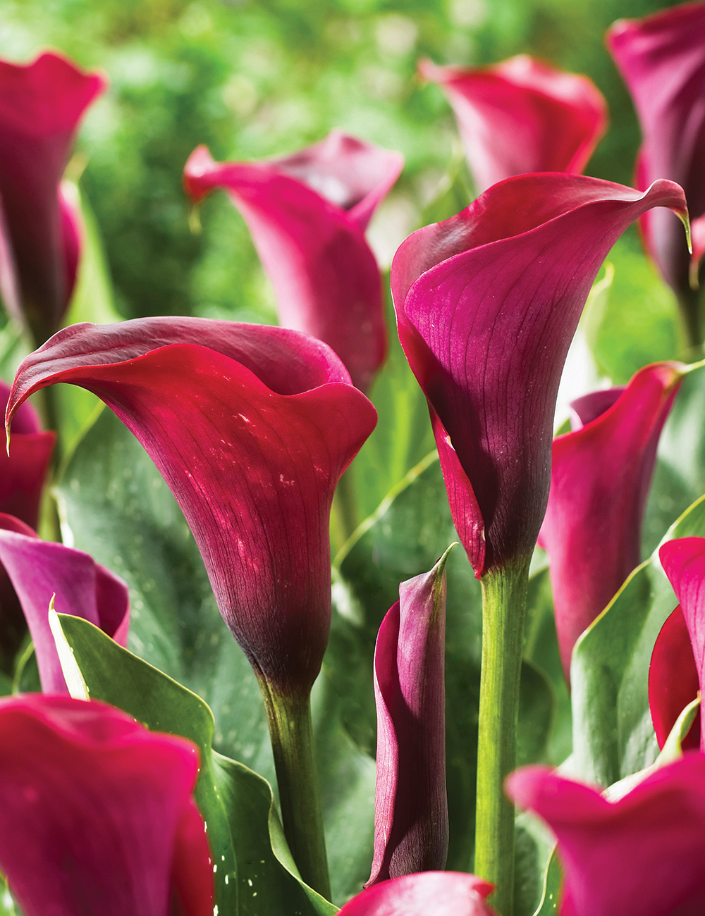 Sumo Calla Lily Stingray