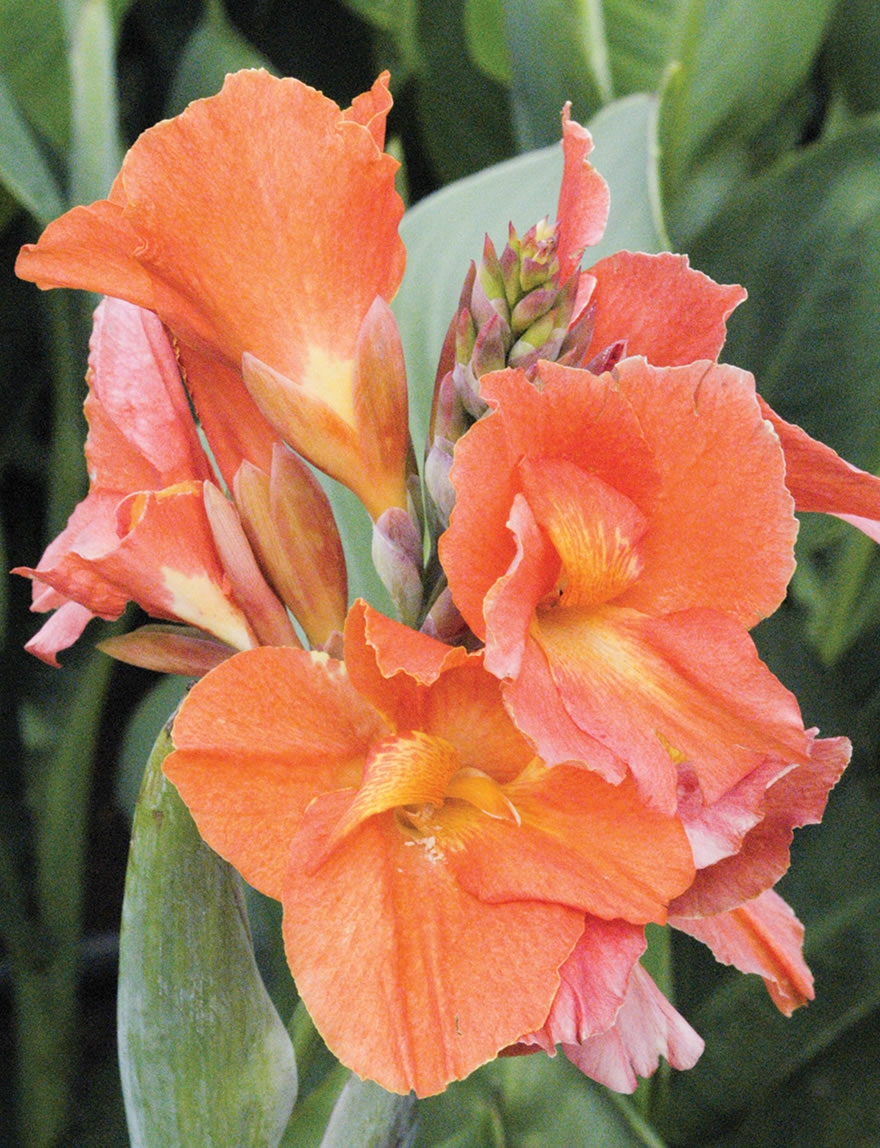 Cannova Canna Lilies Apricot Delight Tesselaar