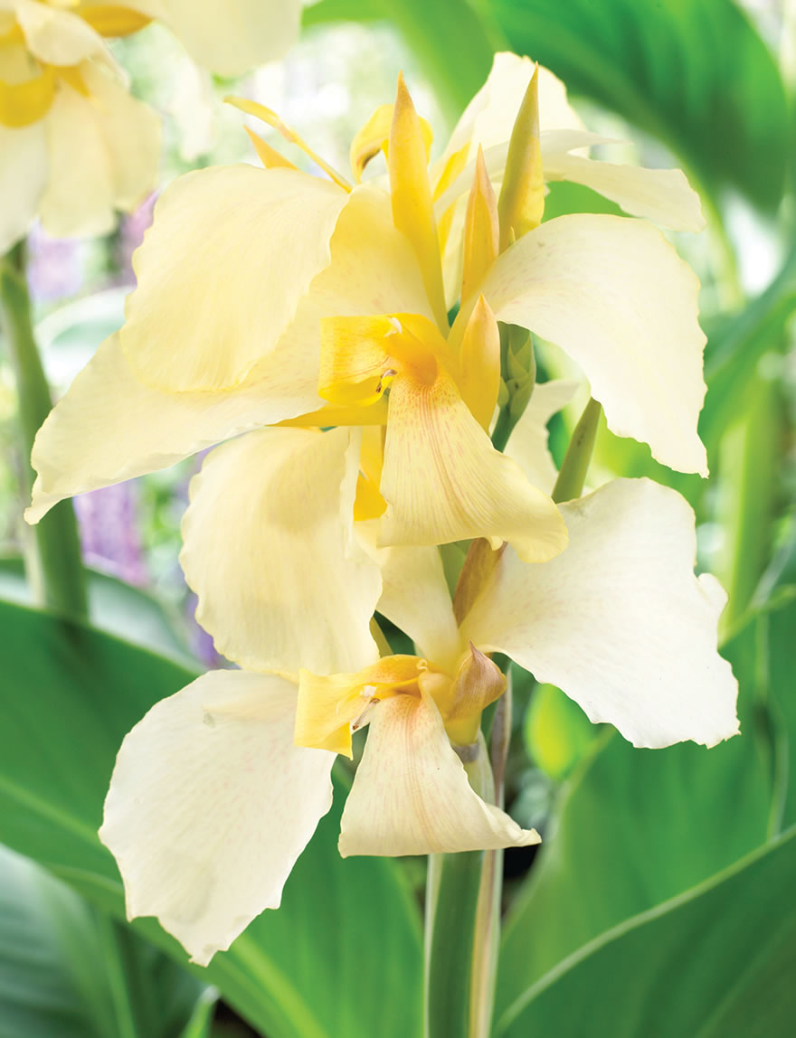 Cannova Canna Lilies Cream