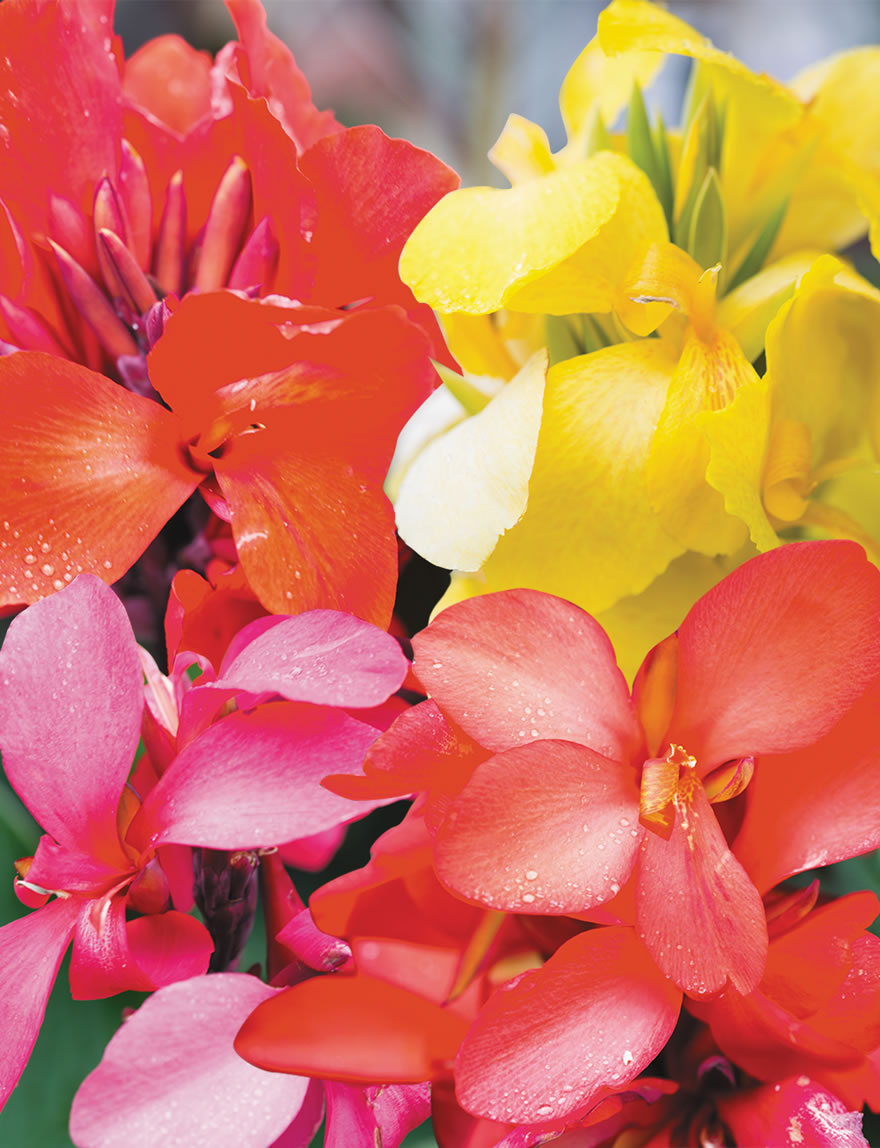 Cannova Canna Lilies Mixed