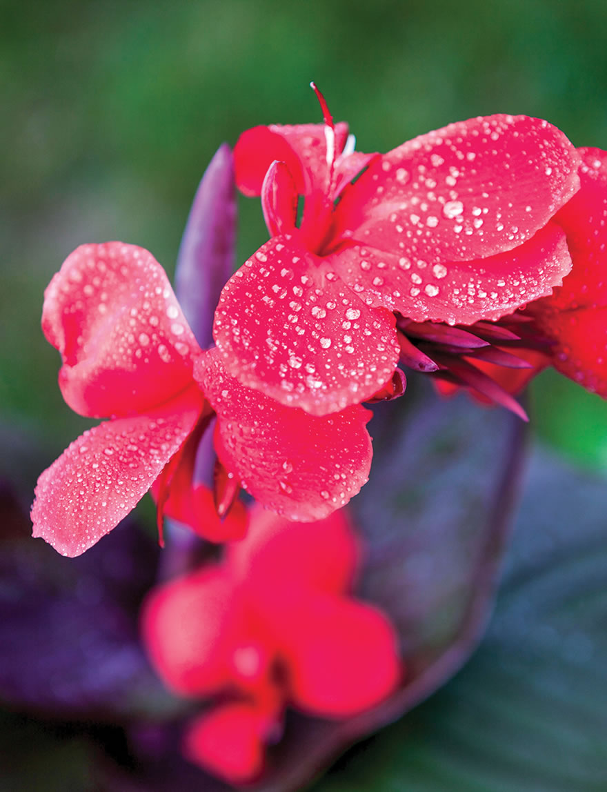 Cannova Canna Lilies Bronze Scarlet