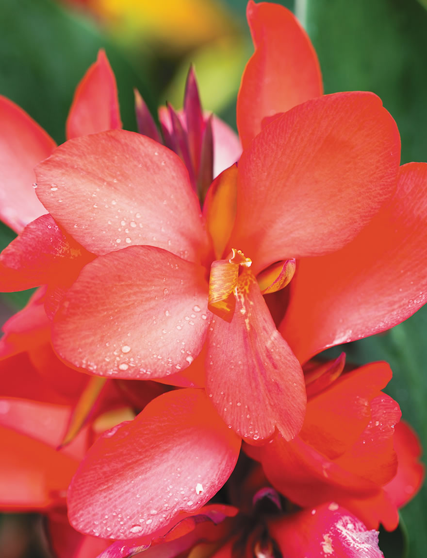 Cannova Canna Lilies Red