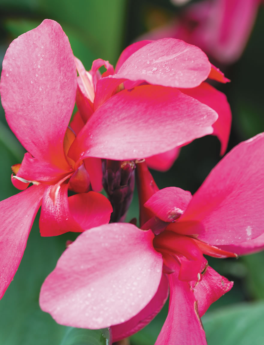 Cannova Canna Lilies Rose