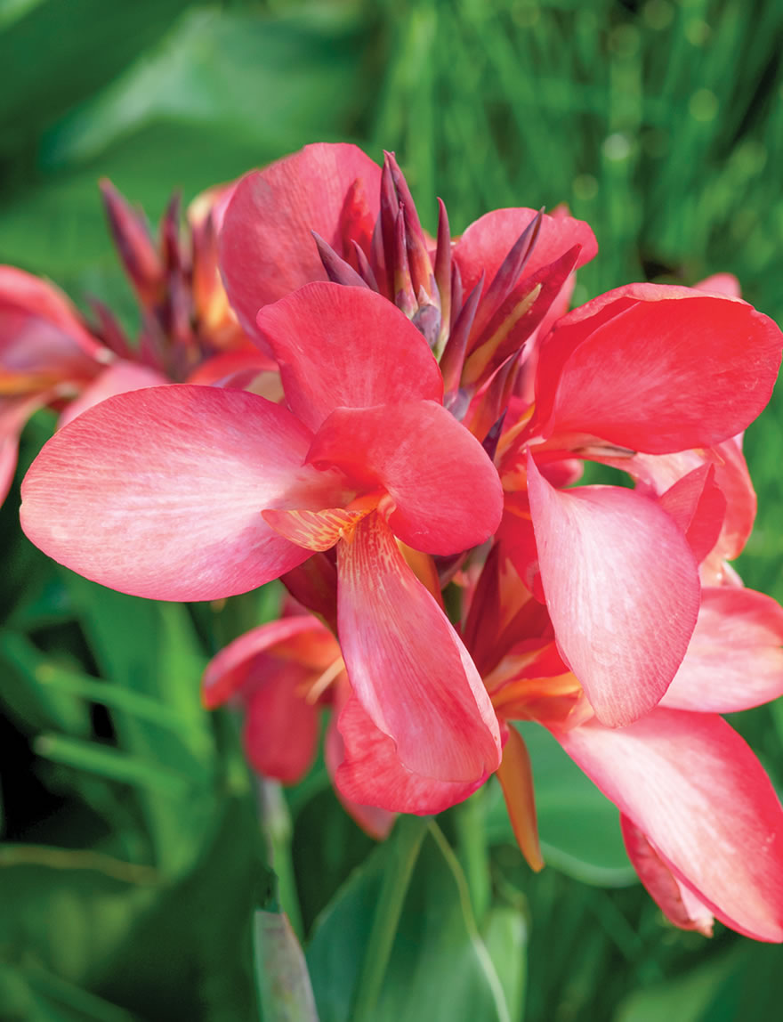 Cannova Canna Lilies Mango