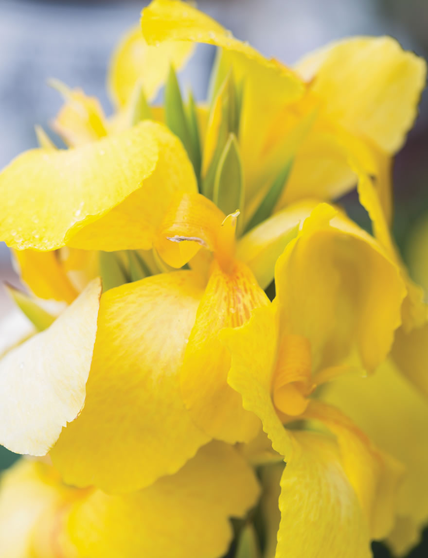 Cannova Canna Lilies Yellow