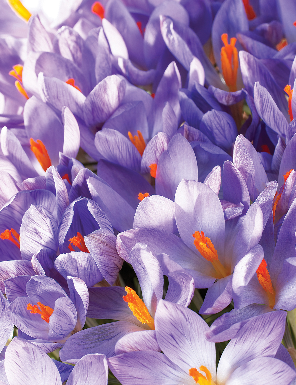 Species Crocus 'Zwanenburg'