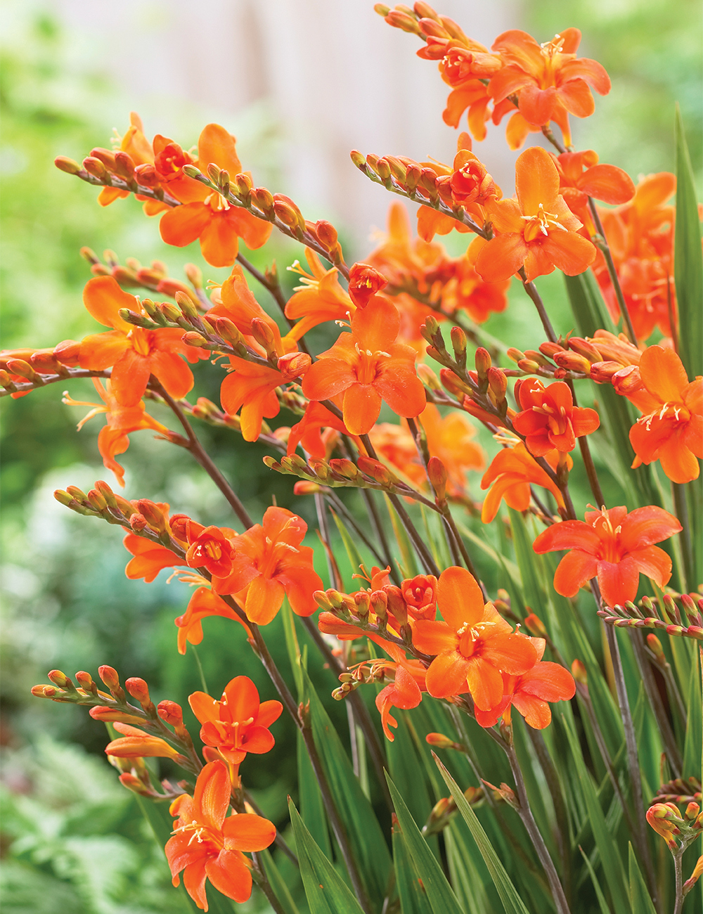 Crocosmia 'Okavango'