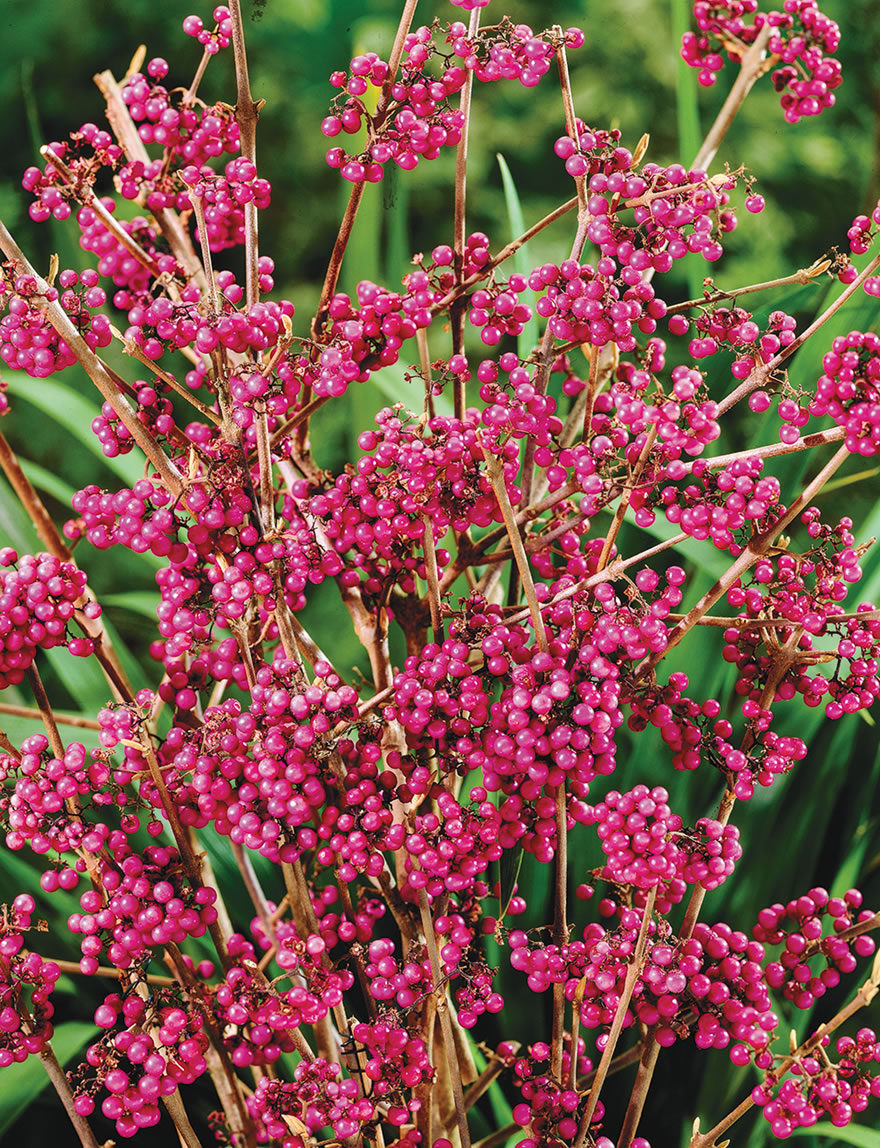 Callicarpa Giraldii