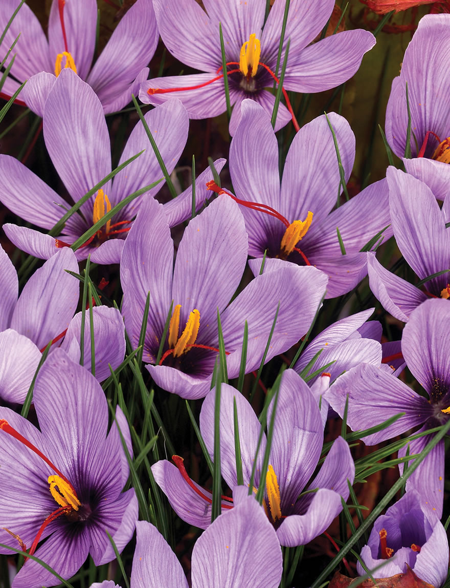 (2C) Saffron Crocus