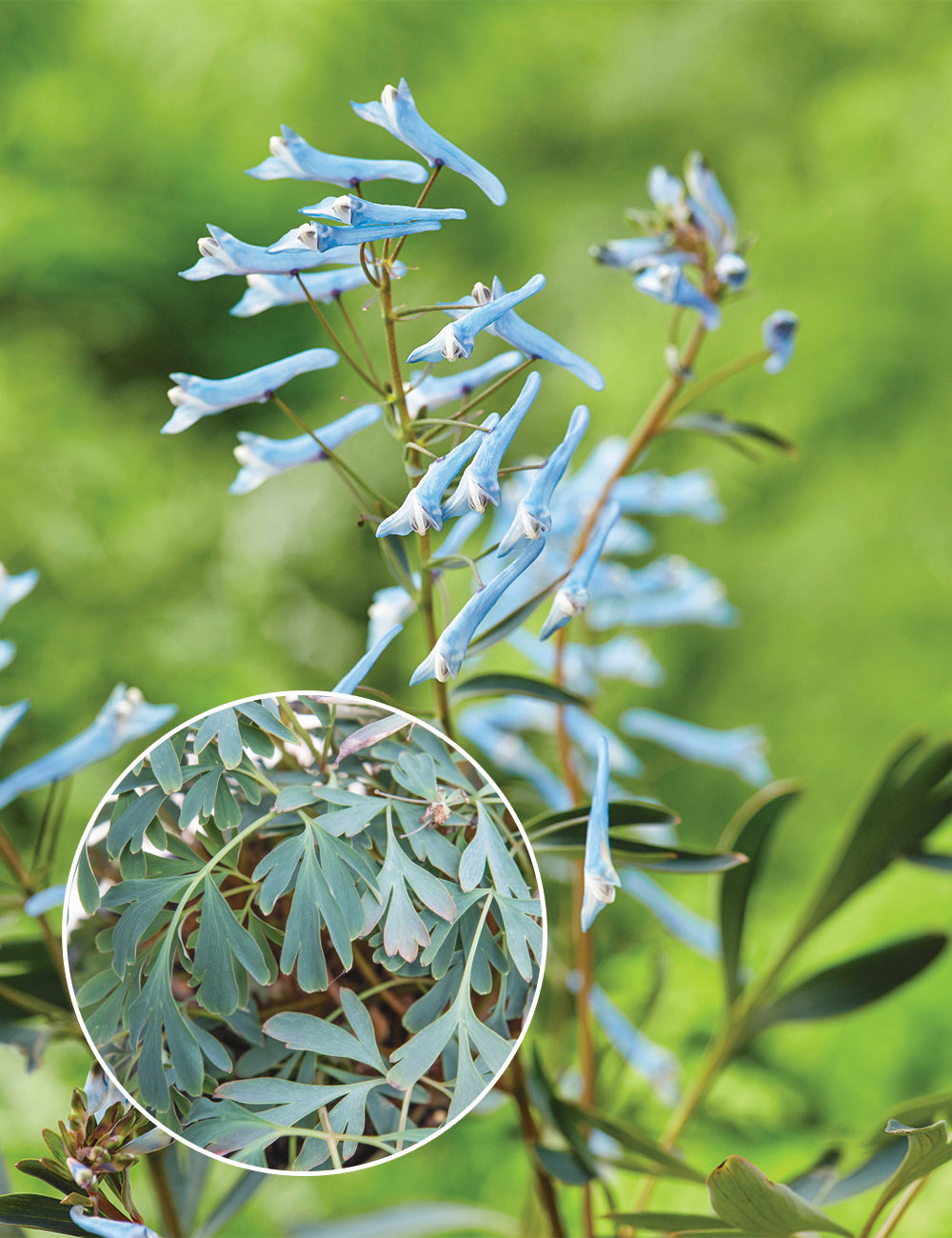 Corydalis 'Porcelain Blue'