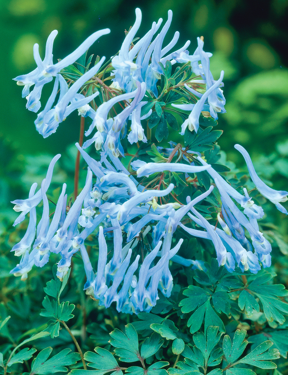 Corydalis 'Pere David'