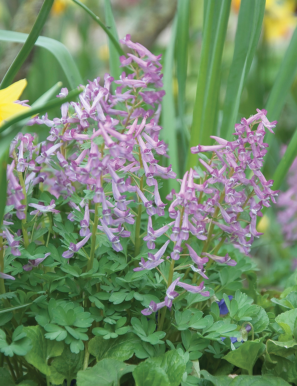 Mountain Incense