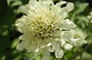 Yellow Scabiosa