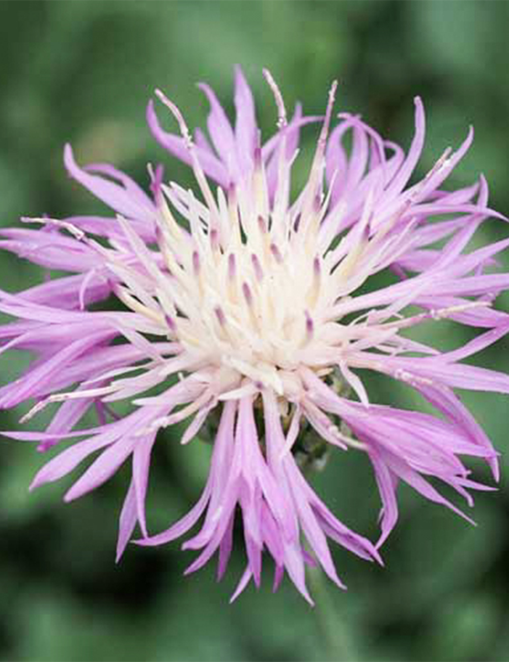 Caucasian Cornflower